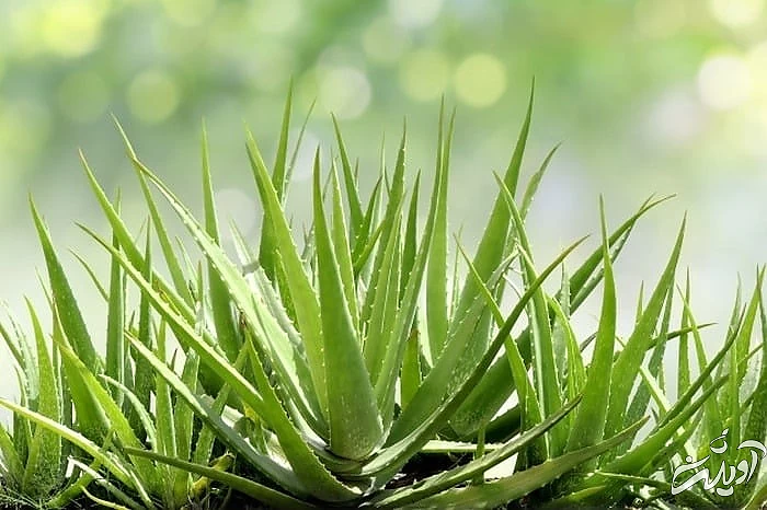 گیاه خانگی سمی برای حیوانات خانگی آلوئه ورا